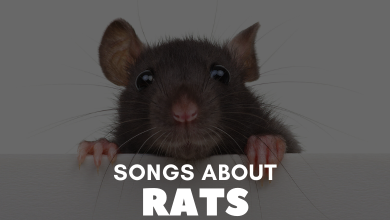 Songs About Rats
