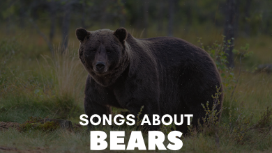 Songs About Bears