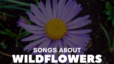 Songs About Wildflowers