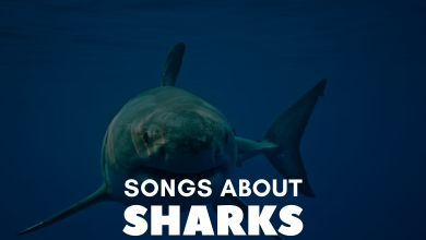 Songs About Sharks