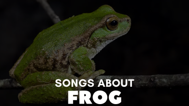 songs about frog