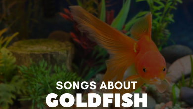 Songs About Goldfish