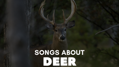 Songs About Deer