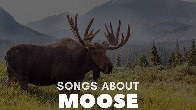 Songs About Moose