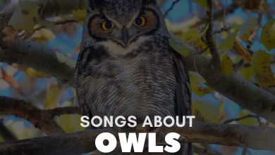Songs About Owls