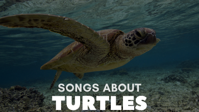 Songs About Turtles